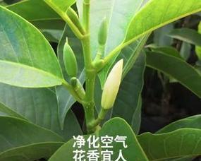 白玉兰室内养殖可行吗？需要注意哪些事项？