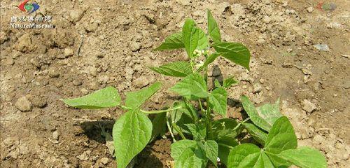 白芸豆什么时候种植最好？种植方法有哪些？