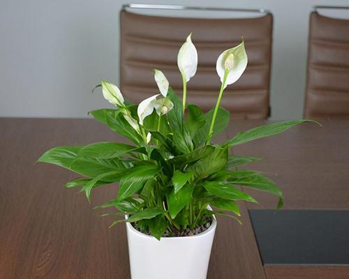 白掌不开花怎么办？如何促进开花？