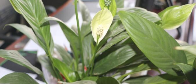 白掌不开花怎么办？如何促进开花？