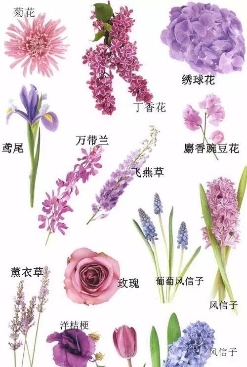 白掌促花方法有哪些？如何掌握正确的技术要领？