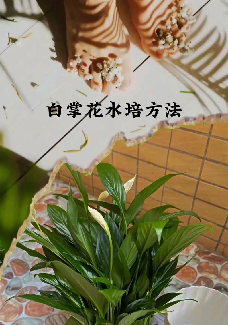 白掌的根长什么样？如何正确识别和养护？