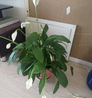 白掌花蔫了怎么办？如何快速恢复其生机？