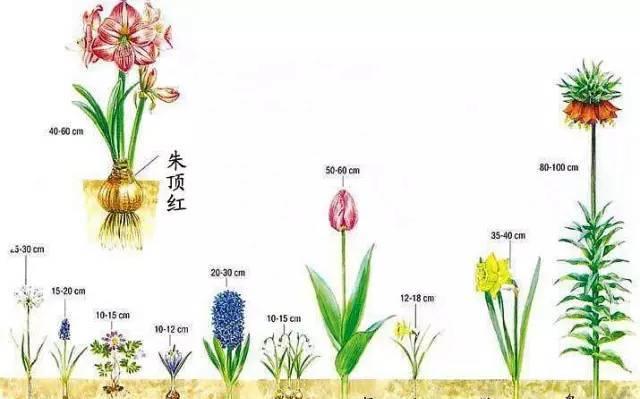 白掌花土配制方法是什么？如何正确配制白掌花土？