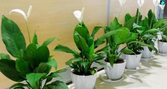白掌花爆盆秘诀是什么？如何正确养护白掌花？