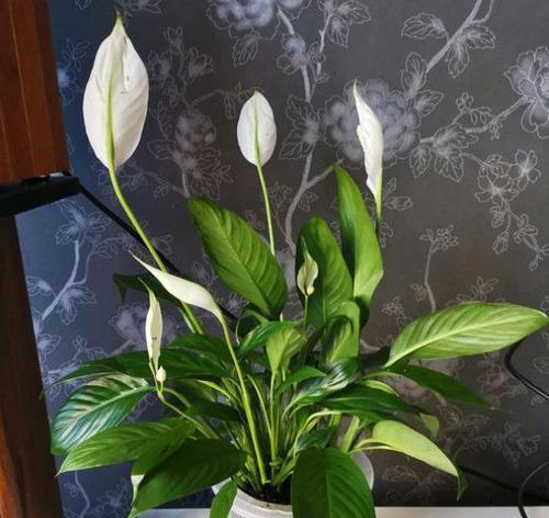 白掌花养殖方法有哪些？如何确保白掌花健康成长？
