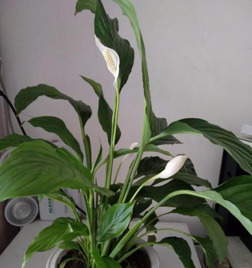 白掌浇水频率如何根据季节调整？春夏秋冬浇水有何区别？