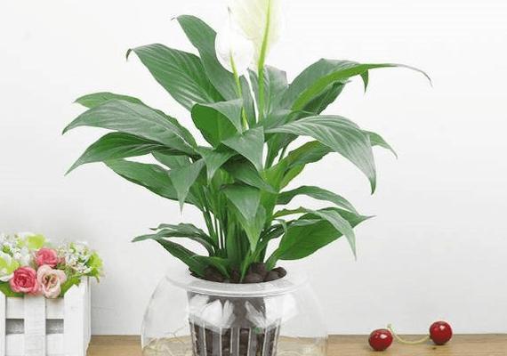 白掌浇水频率如何根据季节调整？春夏秋冬浇水有何区别？