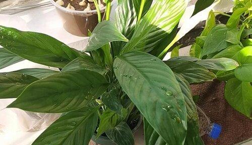 白掌浇什么水长得更旺盛？如何正确浇水促进白掌生长？