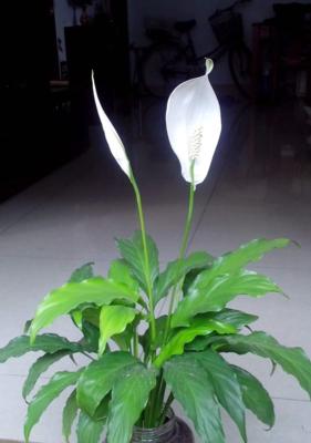 白掌开花好不好？如何正确养护以促进开花？