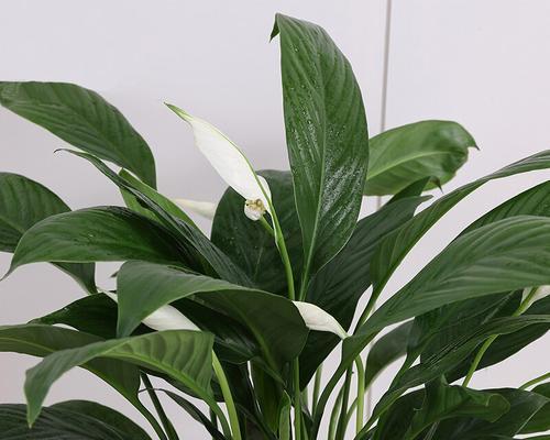 白掌开花好不好？如何正确养护以促进开花？