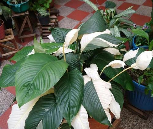 白掌开花吗？白掌开花的样子是怎样的？