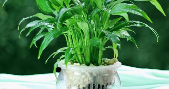 白掌水培可行吗？水培白掌的正确方法是什么？