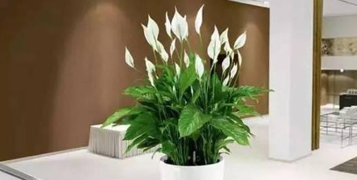 白掌冬季保暖技巧？如何确保白掌过冬安全？
