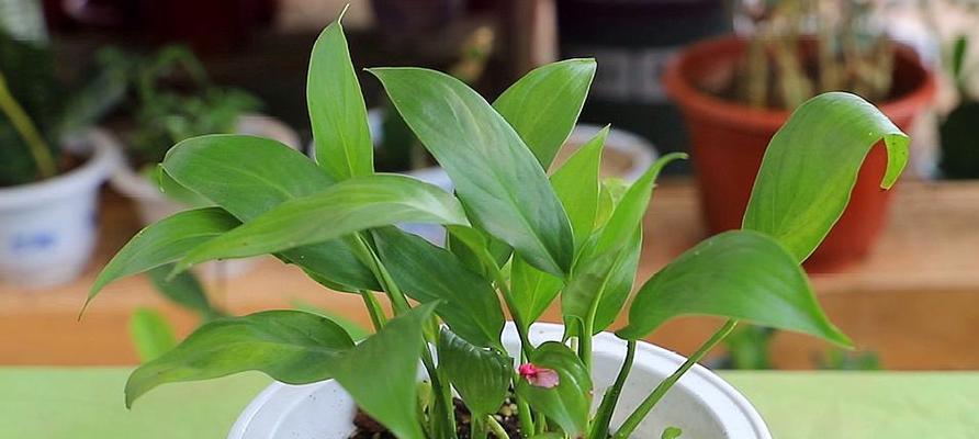 白掌冬季保暖技巧？如何确保白掌过冬安全？