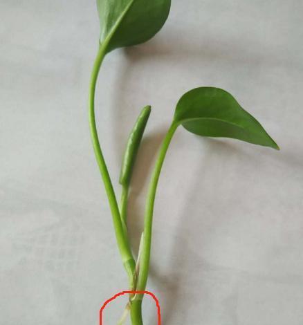 白掌扦插快速生根方法是什么？如何操作才能提高成功率？