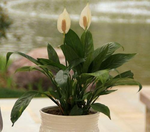白掌开花时间是什么时候？花期通常在几月份？