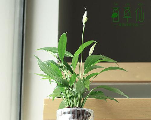 白掌适合放办公室吗？风水上最佳摆放位置是什么？