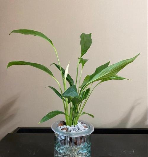 白掌水培与土培哪种更优？养护技巧有哪些？