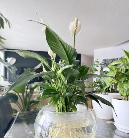 白掌水培与土培哪种更优？养护技巧有哪些？