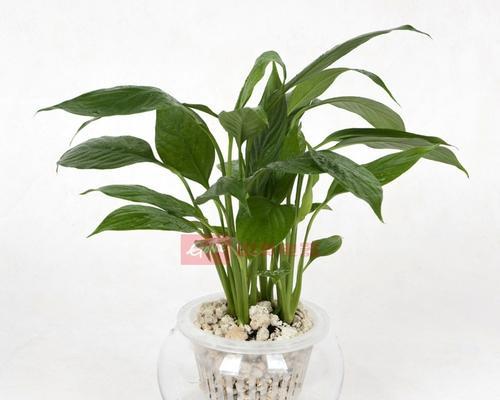 白掌水培与土培哪种更优？养护技巧有哪些？