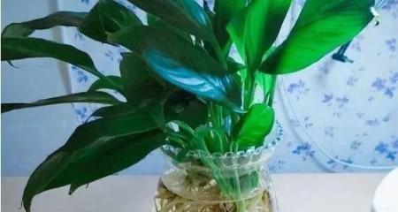 白掌水培怎么养才能更旺盛？掌握这些技巧轻松养出旺盛植株！