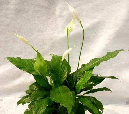 白掌太密了怎么办？如何修剪和管理密集的白掌植物？