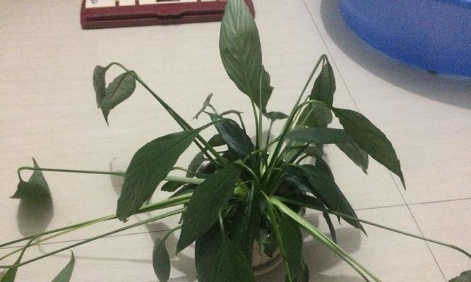 白掌对阳光的需求是什么？晒太阳对白掌生长有影响吗？