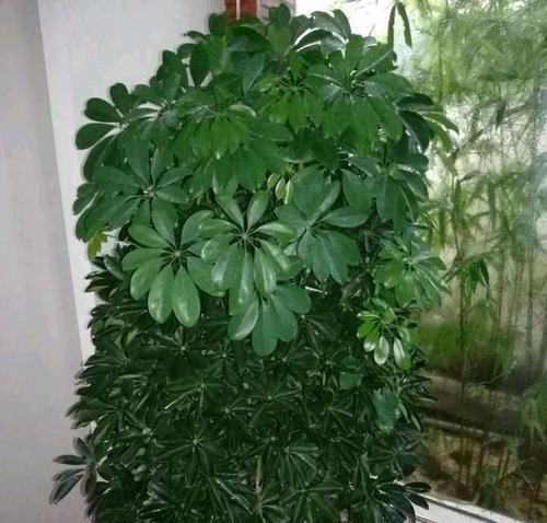 白掌叶子发黄怎么办？如何有效解决植物黄叶问题？