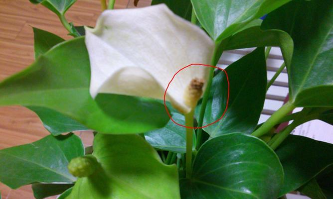 白掌叶子烂了怎么办？如何快速识别和处理？