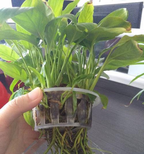 白掌叶子蔫了怎么办？如何快速恢复植物活力？