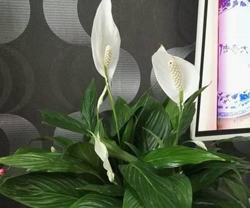 白掌一年开几次花？如何促进白掌频繁开花？