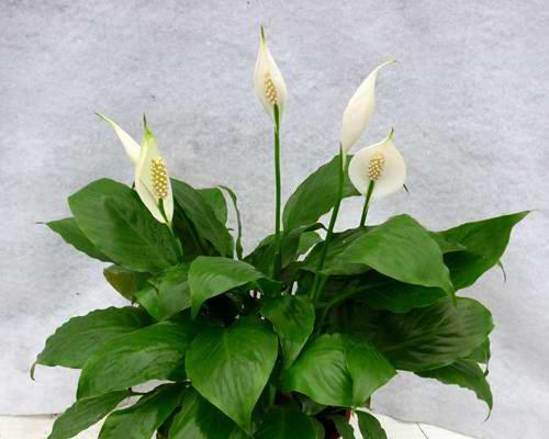 白掌种植时选择深盆还是浅盆好？哪种更适合生长？