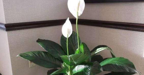 白掌种植时选择深盆还是浅盆好？哪种更适合生长？