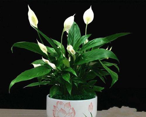 白掌冬季养护技巧？如何确保安全越冬？