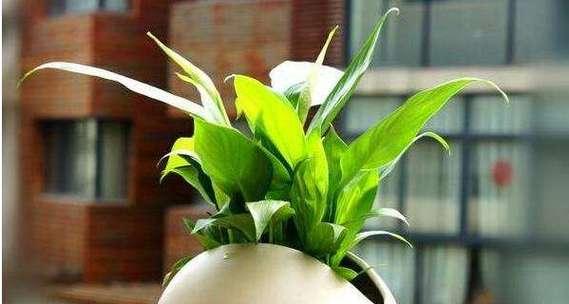 白掌浇水技巧是什么？如何正确给白掌浇水？