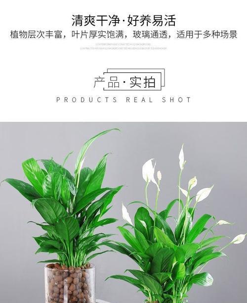 白掌水培养殖方法是什么？如何正确进行水培？