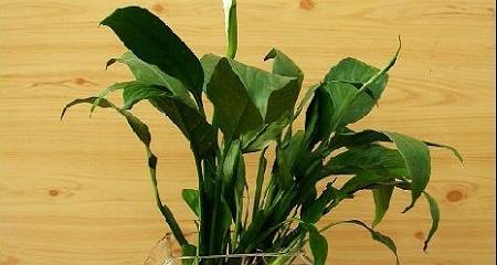 白掌水培养殖方法是什么？如何正确进行水培？