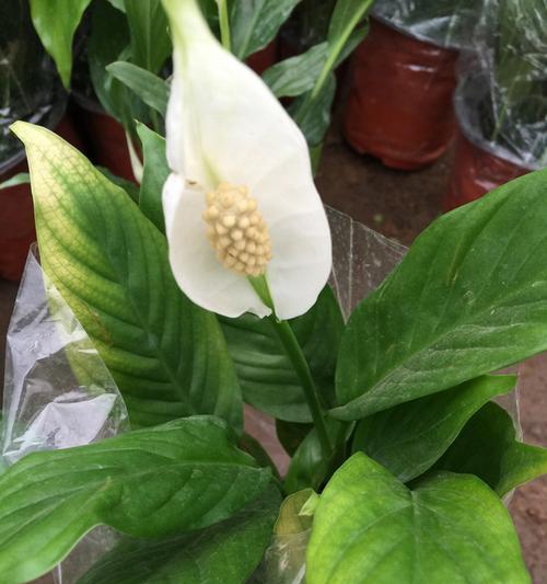 白掌开花少怎么办？如何正确养护以促进开花？