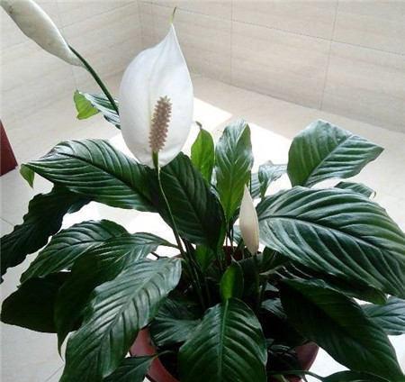白掌家庭养法有哪些技巧？如何确保白掌茁壮成长？