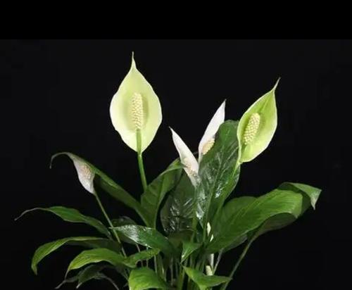 白掌不开花只长叶子怎么办？如何促进开花？