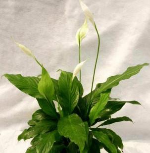 白掌不开花只长叶子怎么办？如何促进开花？