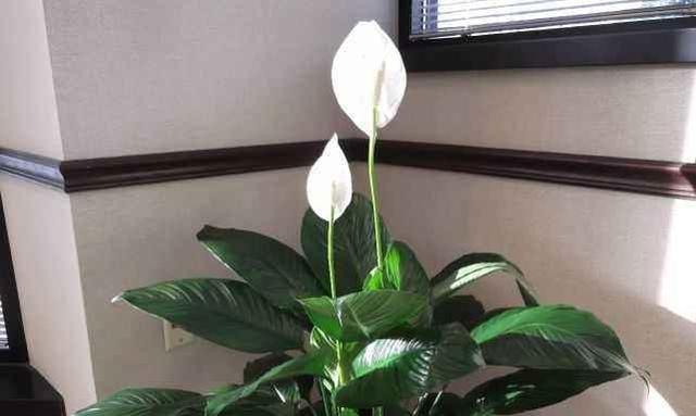白掌不开花只长叶子怎么办？如何促进开花？