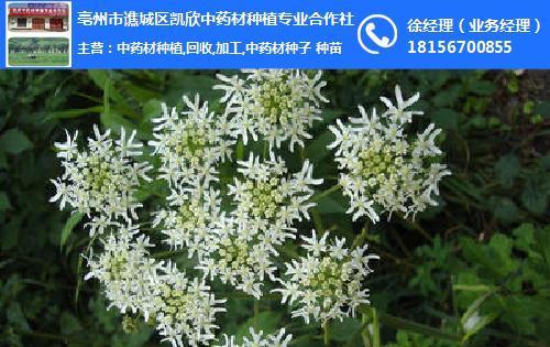 白芷属于什么根系的植物？其药用价值有哪些？