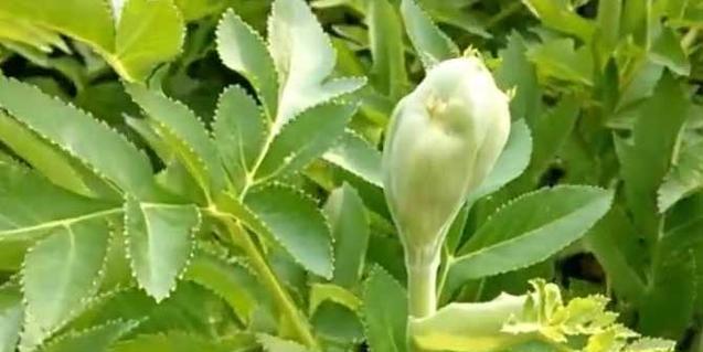 白芷属于什么根系的植物？其药用价值有哪些？