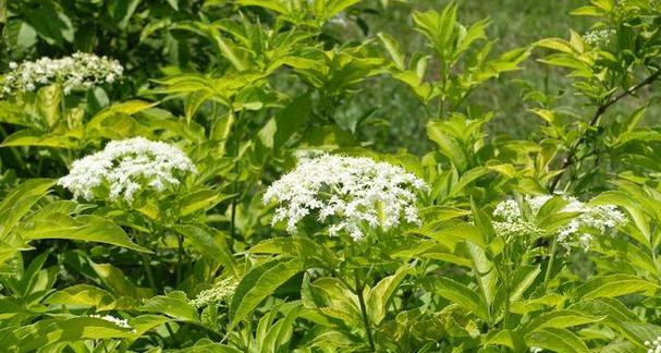 白芷的外观特征是什么？如何辨别真假白芷？