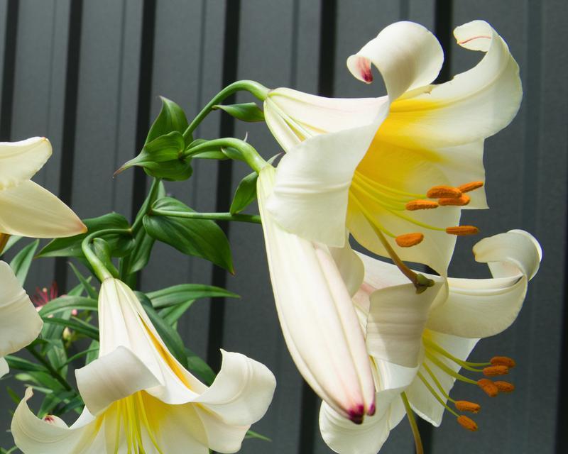 百合不开花是什么原因？如何解决？