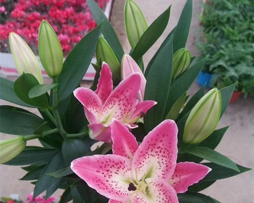 百合的花通常是什么颜色？不同品种的百合花色有哪些变化？