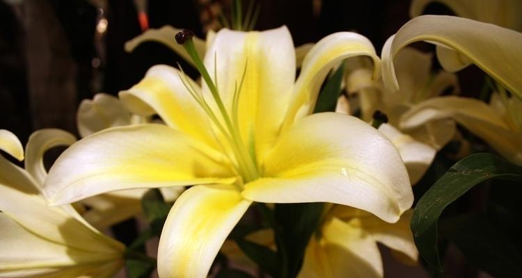 百合的花通常是什么颜色？不同品种的百合花色有哪些变化？