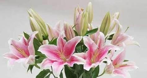 百合花语含义是什么？适合送给哪些人？